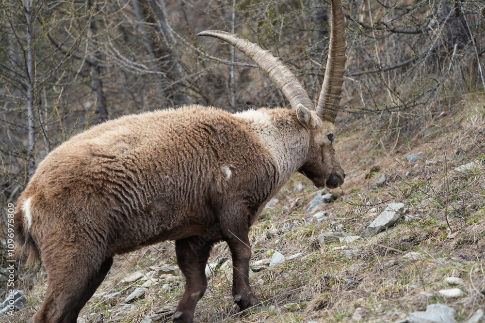 Fototapeta premium close up of a male steinbock in pontresina, graubuenden, ibex portrait close up - herd of ibexes in grisons, capricorn capra
