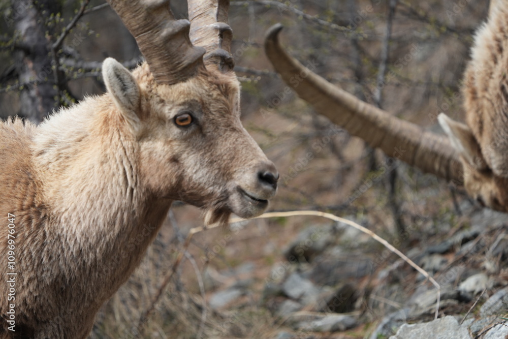 close up of a male steinbock in pontresina, graubuenden, ibex portrait close up - herd of ibexes in grisons, capricorn capra close up of a male steinbock in pontresina, graubuenden, ibex portrait close up - herd of ibexes in grisons, capricorn capra