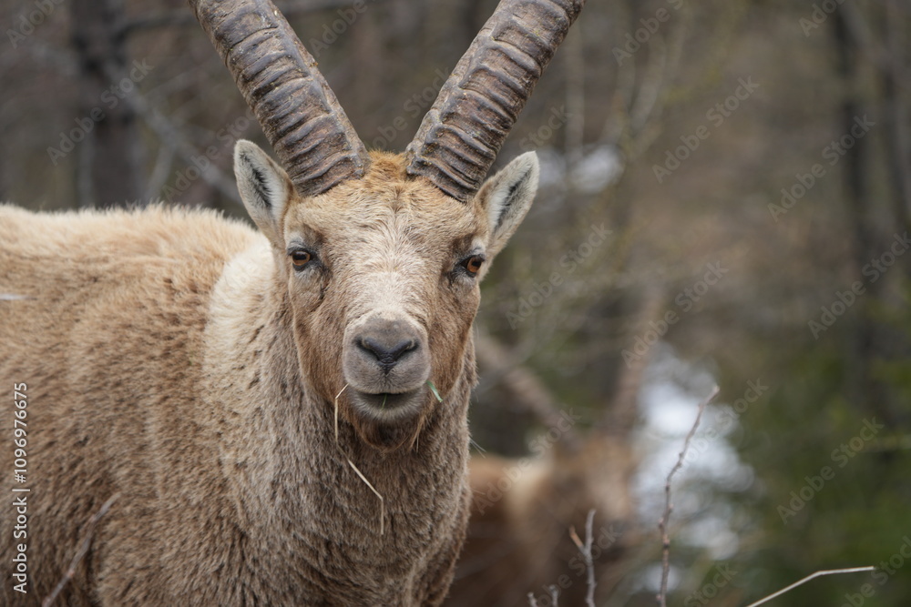 close up of a male steinbock in pontresina, graubuenden, ibex portrait close up - herd of ibexes in grisons, capricorn capra close up of a male steinbock in pontresina, graubuenden, ibex portrait close up - herd of ibexes in grisons, capricorn capra