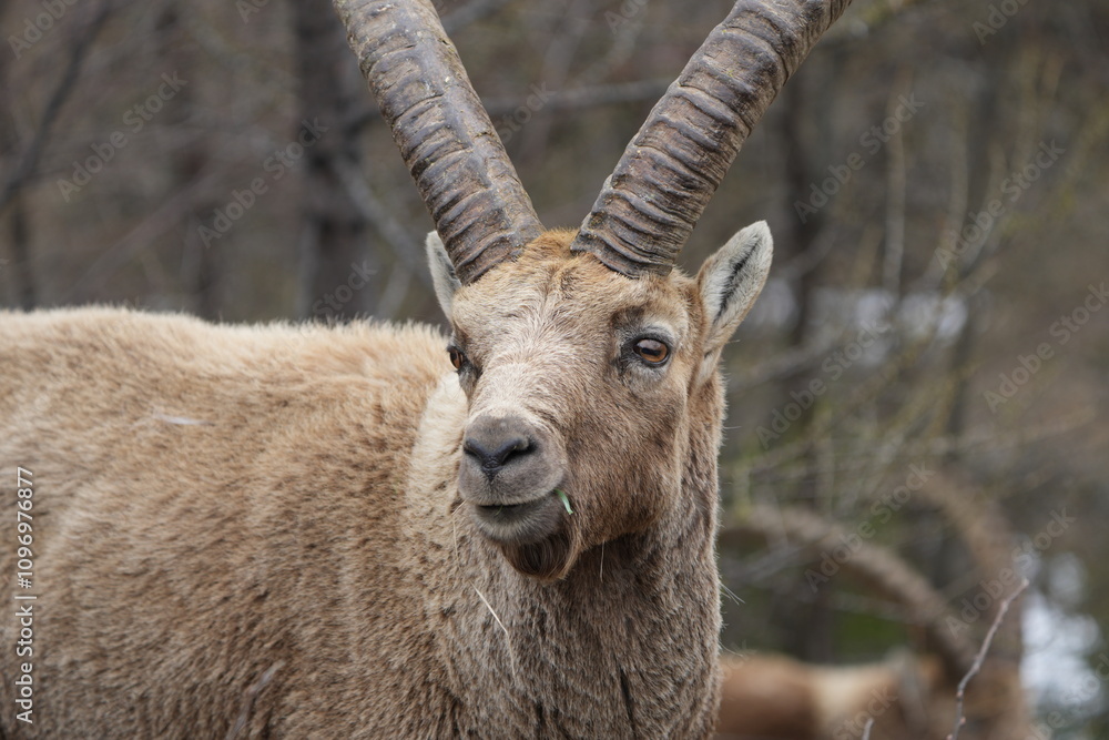 close up of a male steinbock in pontresina, graubuenden, ibex portrait close up - herd of ibexes in grisons, capricorn capra close up of a male steinbock in pontresina, graubuenden, ibex portrait close up - herd of ibexes in grisons, capricorn capra