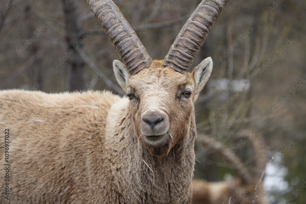 close up of a male steinbock in pontresina, graubuenden, ibex portrait close up - herd of ibexes in grisons, capricorn capra close up of a male steinbock in pontresina, graubuenden, ibex portrait close up - herd of ibexes in grisons, capricorn capra