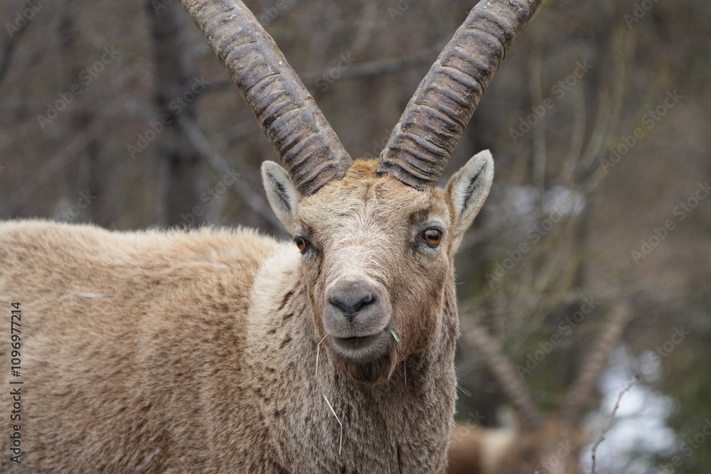 close up of a male steinbock in pontresina, graubuenden, ibex portrait close up - herd of ibexes in grisons, capricorn capra close up of a male steinbock in pontresina, graubuenden, ibex portrait close up - herd of ibexes in grisons, capricorn capra