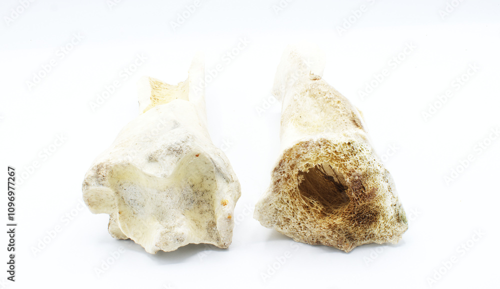Femur bones from a sun bleached cow bovine found in nature in a pasture now serves as a dog chew toy. remains of old buffalo or cow bones that are old and decayed isolated on white background Femur bones from a sun bleached cow bovine found in nature in a pasture now serves as a dog chew toy. remains of old buffalo or cow bones that are old and decayed isolated on white background