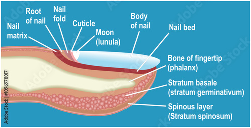 Nail and finger tip in profile. Vector illustration.