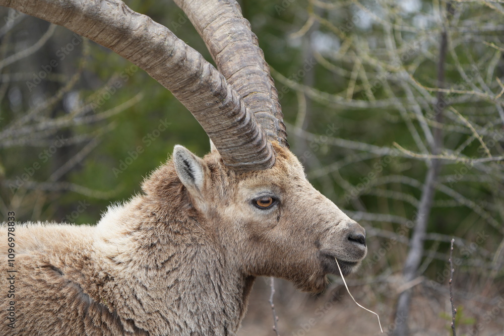 close up of a male steinbock in pontresina, graubuenden, ibex portrait close up - herd of ibexes in grisons, capricorn capra close up of a male steinbock in pontresina, graubuenden, ibex portrait close up - herd of ibexes in grisons, capricorn capra