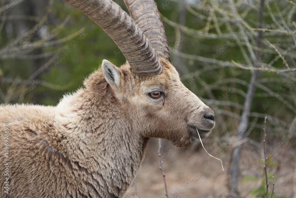 close up of a male steinbock in pontresina, graubuenden, ibex portrait close up - herd of ibexes in grisons, capricorn capra close up of a male steinbock in pontresina, graubuenden, ibex portrait close up - herd of ibexes in grisons, capricorn capra