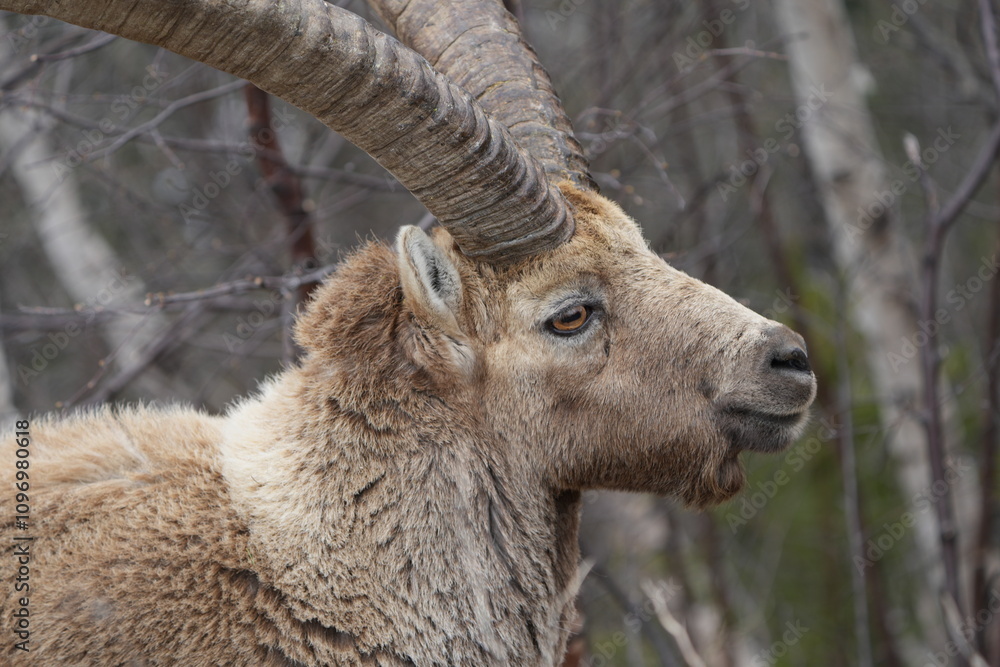 close up of a male steinbock in pontresina, graubuenden, ibex portrait close up - herd of ibexes in grisons, capricorn capra close up of a male steinbock in pontresina, graubuenden, ibex portrait close up - herd of ibexes in grisons, capricorn capra