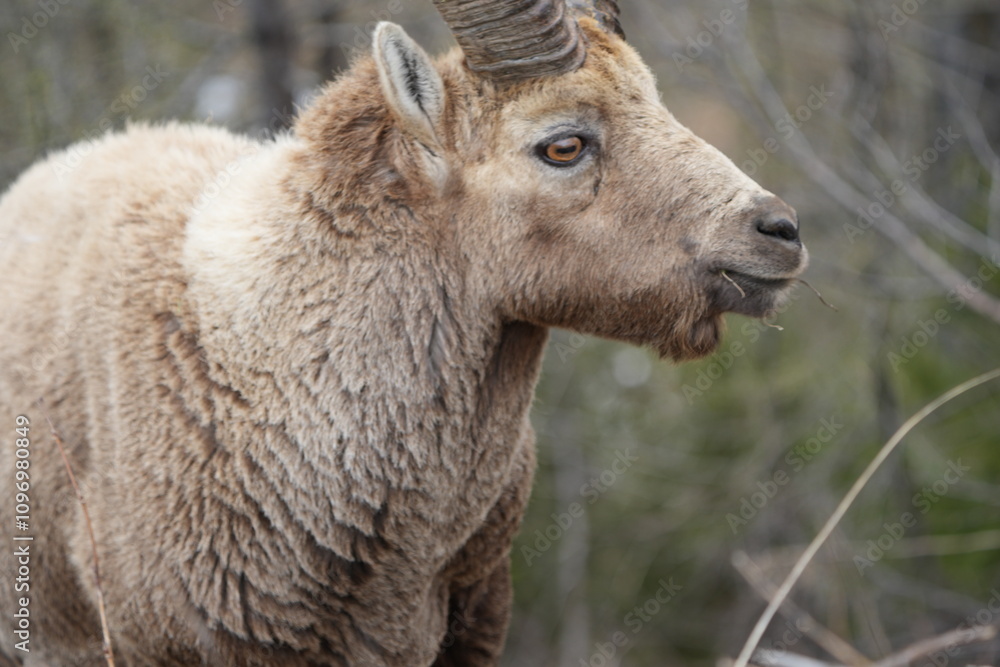 close up of a male steinbock in pontresina, graubuenden, ibex portrait close up - herd of ibexes in grisons, capricorn capra close up of a male steinbock in pontresina, graubuenden, ibex portrait close up - herd of ibexes in grisons, capricorn capra