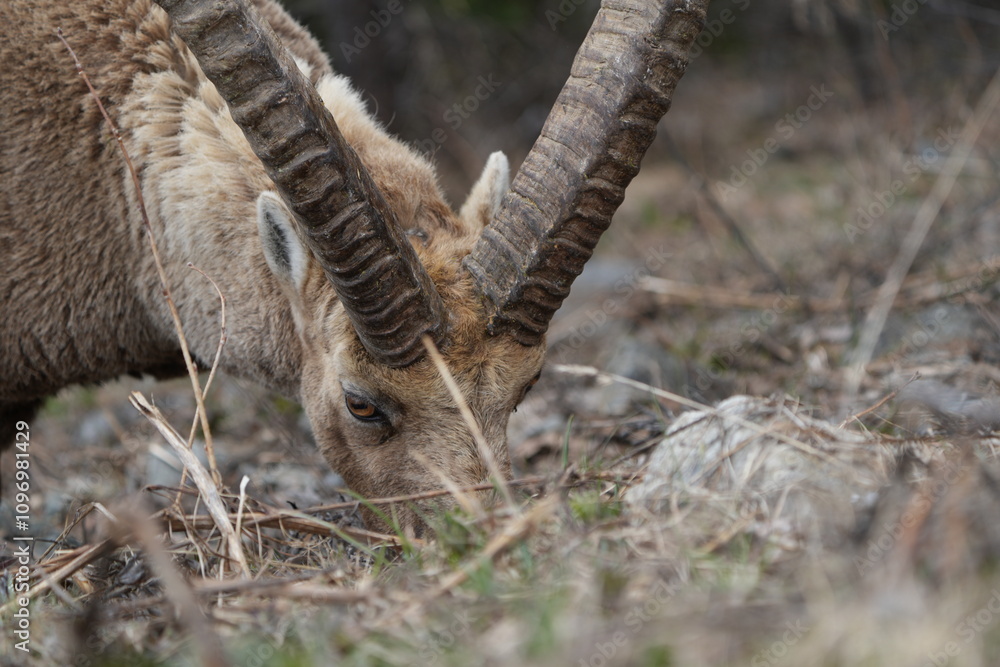close up of a male steinbock in pontresina, graubuenden, ibex portrait close up - herd of ibexes in grisons, capricorn capra close up of a male steinbock in pontresina, graubuenden, ibex portrait close up - herd of ibexes in grisons, capricorn capra
