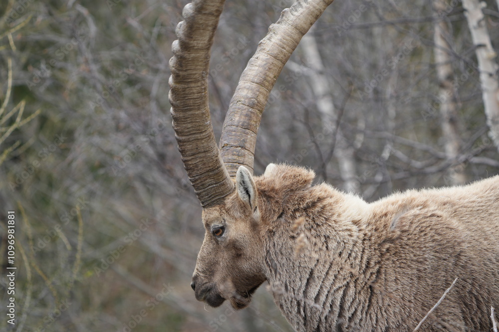 close up of a male steinbock in pontresina, graubuenden, ibex portrait close up - herd of ibexes in grisons, capricorn capra close up of a male steinbock in pontresina, graubuenden, ibex portrait close up - herd of ibexes in grisons, capricorn capra