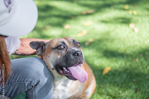 Photography Affectionate dog snuggling up to a person