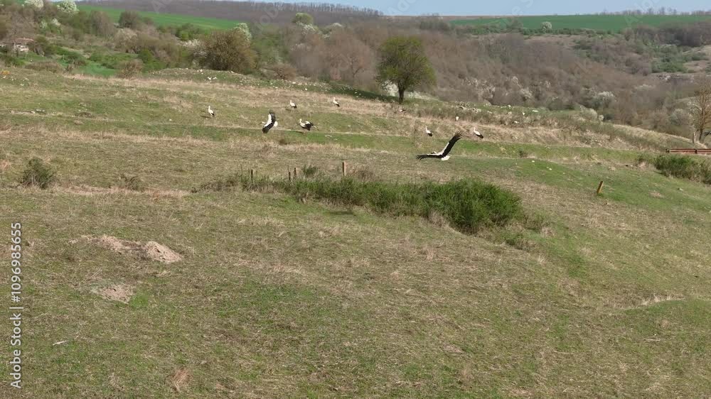 Aerial view of flying flock white storks above countryside. Top drone perspective of migrating group of birds in flight, green spring pastures, valley and meadows on background. Aerial view of flying flock white storks above countryside. Top drone perspective of migrating group of birds in flight, green spring pastures, valley and meadows on background.