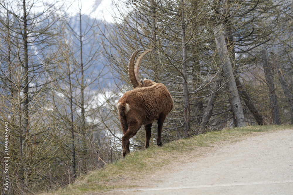 Fototapeta premium herd of steinbock capricorns grazing in Pontresina, Graubuenden, during summer. Ibex herd.