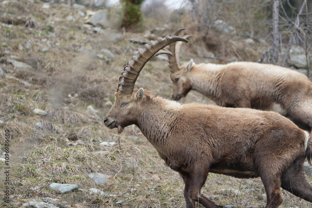 herd of steinbock capricorns grazing in Pontresina, Graubuenden, during summer. Ibex herd. herd of steinbock capricorns grazing in Pontresina, Graubuenden, during summer. Ibex herd.