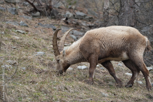 herd of steinbock capricorns grazing in Pontresina, Graubuenden, during summer. Ibex herd.