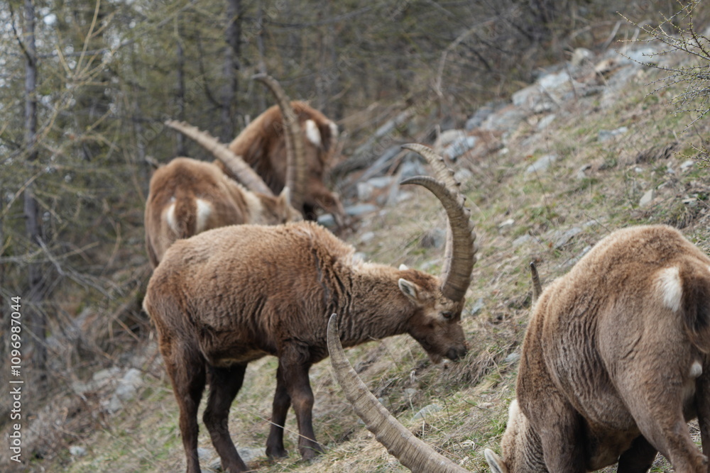 herd of steinbock capricorns grazing in Pontresina, Graubuenden, during summer. Ibex herd. herd of steinbock capricorns grazing in Pontresina, Graubuenden, during summer. Ibex herd.