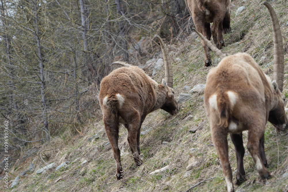 Fototapeta premium herd of steinbock capricorns grazing in Pontresina, Graubuenden, during summer. Ibex herd.
