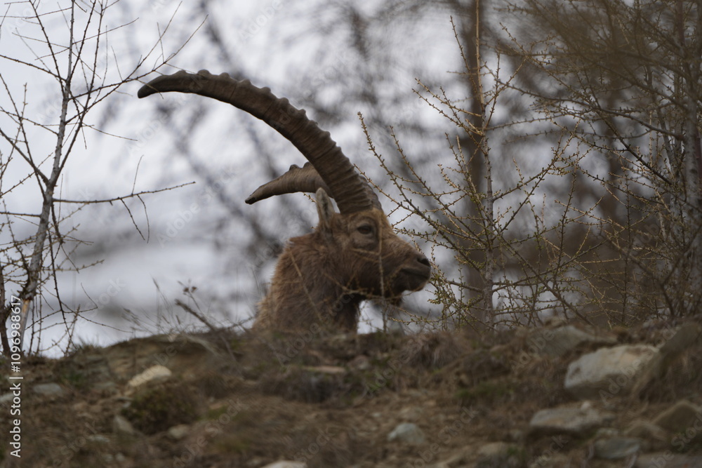 close up of a ibex steinbock in pontresina, graubuenden, ibex portrait close up - herd of ibexes in grisons, capricorn capra close up of a ibex steinbock in pontresina, graubuenden, ibex portrait close up - herd of ibexes in grisons, capricorn capra