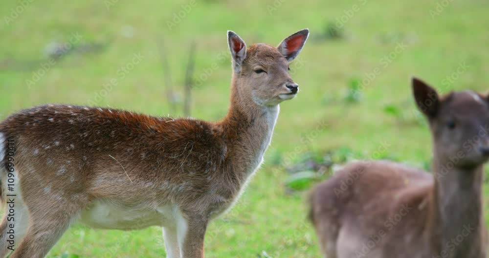 Two young deer are seen grazing in a vibrant green field. The soft sunlight enhances their gentle features as they explore the area. This serene moment showcases wildlife in nature. Two young deer are seen grazing in a vibrant green field. The soft sunlight enhances their gentle features as they explore the area. This serene moment showcases wildlife in nature.