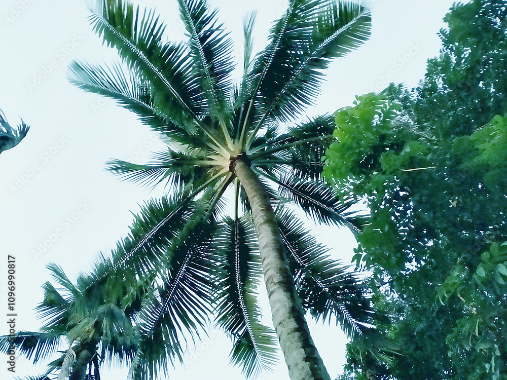 Fototapeta premium beautiful palm tree leaves in the summer