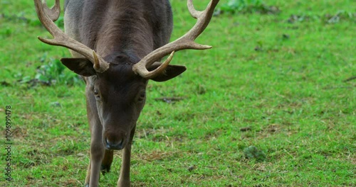 A fallow deer grazes peacefully on green grass, showcasing its distinctive antlers. The tranquil setting highlights the natural beauty of wildlife in a forested area.