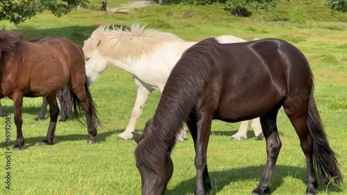 A white horse eats grass in a meadow in the rays of the setting summer sun. Silhouette against the background of trees, Young white horse eating grass from a field. Beautiful horse on a field 