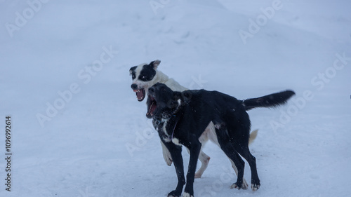 aggressive black and white dog in the snow