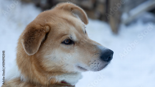 very calm dog in snow