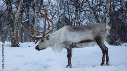 reindeer at the forest in the snow