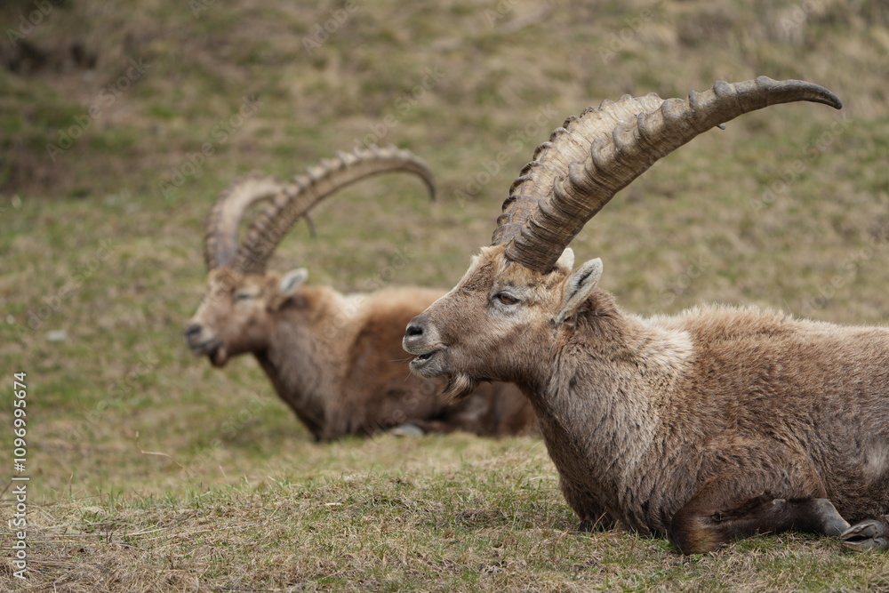 close up of a ibex steinbock in pontresina, graubuenden, ibex portrait close up - herd of ibexes in grisons, capricorn capra close up of a ibex steinbock in pontresina, graubuenden, ibex portrait close up - herd of ibexes in grisons, capricorn capra