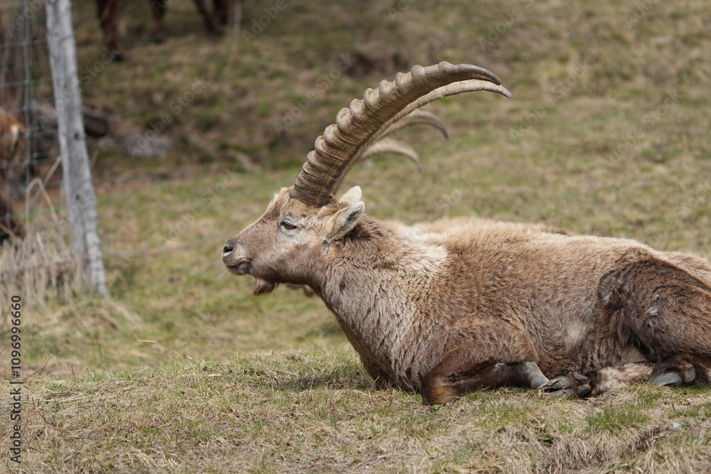 close up of a ibex steinbock in pontresina, graubuenden, ibex portrait close up - herd of ibexes in grisons, capricorn capra close up of a ibex steinbock in pontresina, graubuenden, ibex portrait close up - herd of ibexes in grisons, capricorn capra
