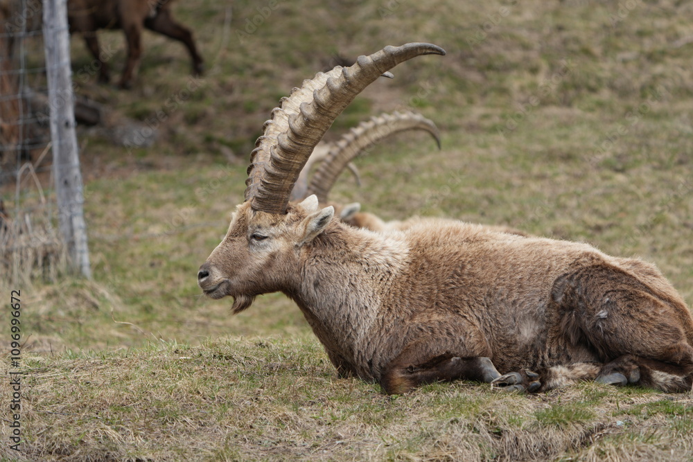close up of a ibex steinbock in pontresina, graubuenden, ibex portrait close up - herd of ibexes in grisons, capricorn capra close up of a ibex steinbock in pontresina, graubuenden, ibex portrait close up - herd of ibexes in grisons, capricorn capra