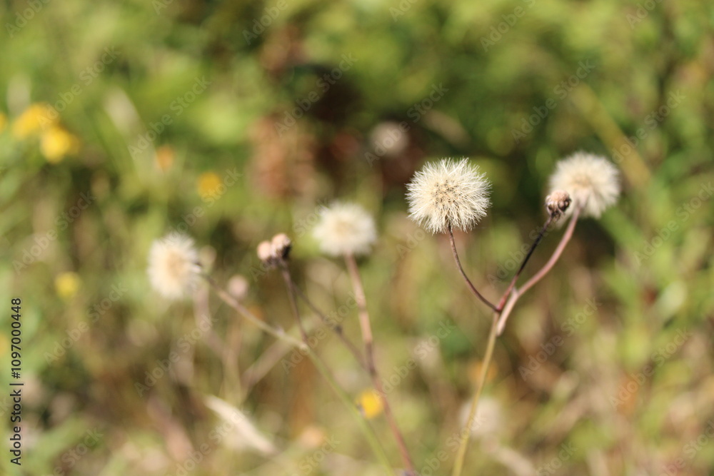 Dandelions with fluffy white seeds against a green background) Dandelions with fluffy white seeds against a green background)