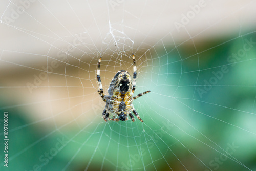 Photography Selective focus of a spider on the spiderweb against the blurry background