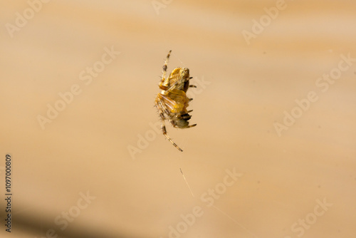Fotografie Selective focus of a spider on the spiderweb against the blurry brown background