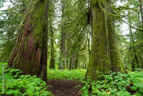 Scenic trail with towering Western red cedar trees in Bella Coola, BC