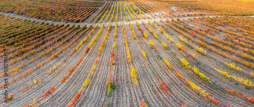 Bilde på lerret autumn vineyards of Ribera del Duero, near Valbuena de Duero, Valladolid, Autono