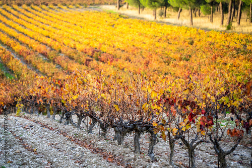 Bild auf Leinwand autumn vineyards of Ribera del Duero, near Valbuena de Duero, Valladolid, Autono