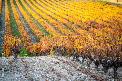 autumn vineyards of Ribera del Duero, near Valbuena de Duero, Valladolid, Autonomous Community of Castile and Leon, Spain