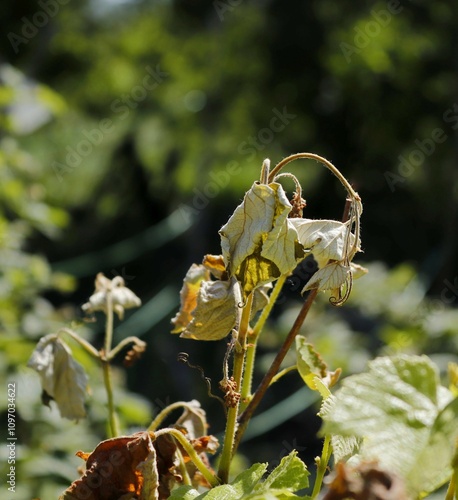 Green shoots of grapes damaged by spring frost.
