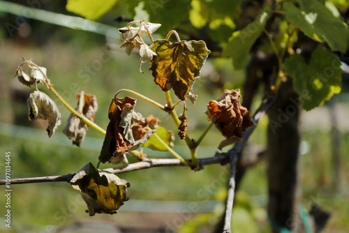Green shoots of grapes damaged by spring frost.