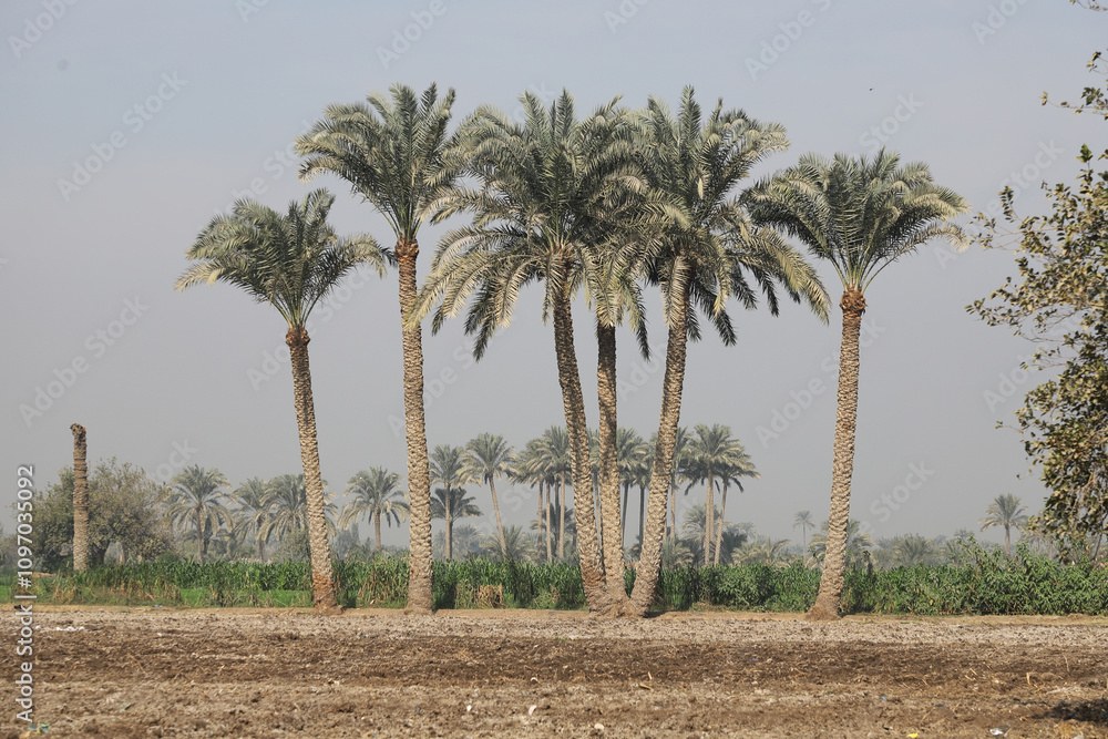 Fototapeta premium Crops in the fields