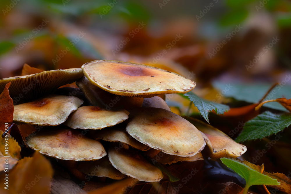 Mushrooms, one of nature's wonderful creatures. Photographs of mushrooms captured in their natural habitat. Nature background. Mushrooms, one of nature's wonderful creatures. Photographs of mushrooms captured in their natural habitat. Nature background.