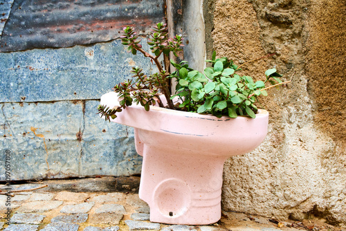 bizarre photo of a toilet with a plant