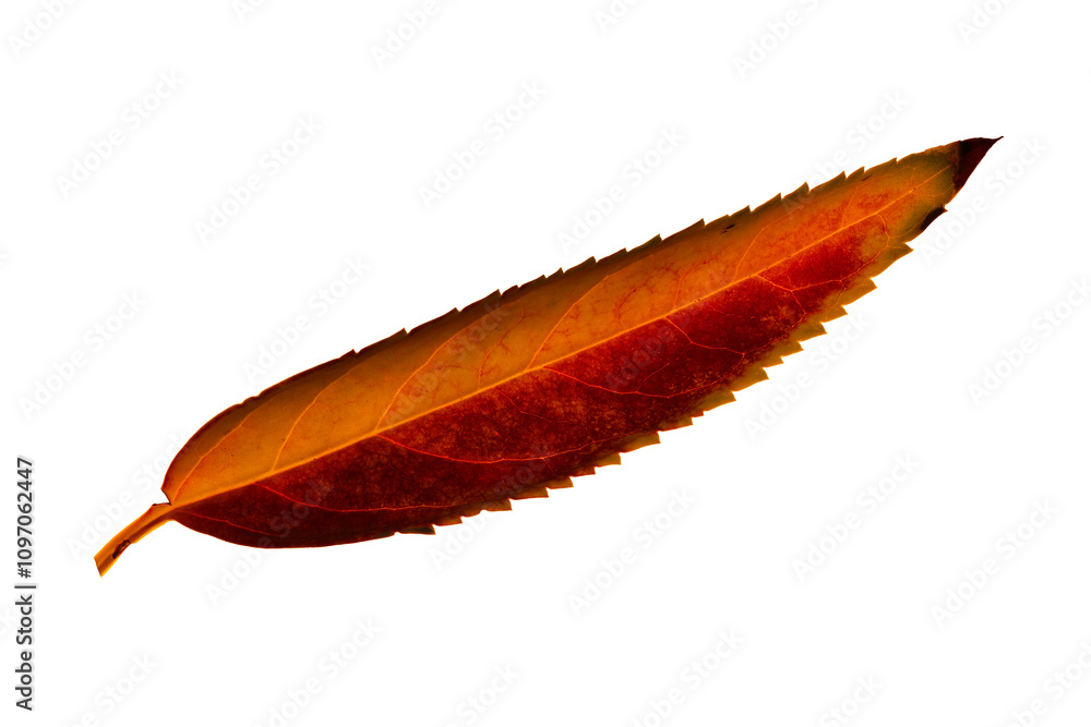 A highly detailed leaf photo. This photo was taken with the focus stacking method and has high sharpness and detail. Isolated image. White background. A highly detailed leaf photo. This photo was taken with the focus stacking method and has high sharpness and detail. Isolated image. White background.