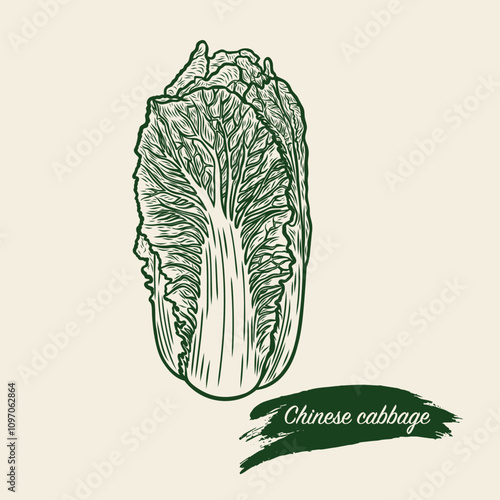 Chinese cabbage in engraving style