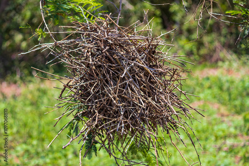 Nest of the Rufous-necked Woodpecker - Phacellodomus rufifrons photo