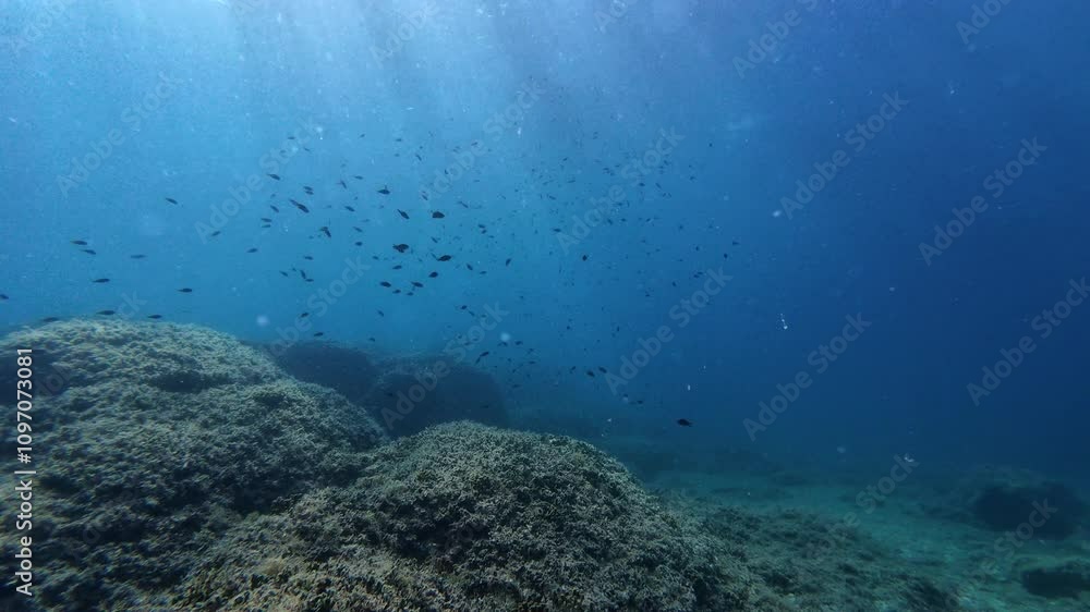 School of fish surrounding the camera School of fish surrounding the camera