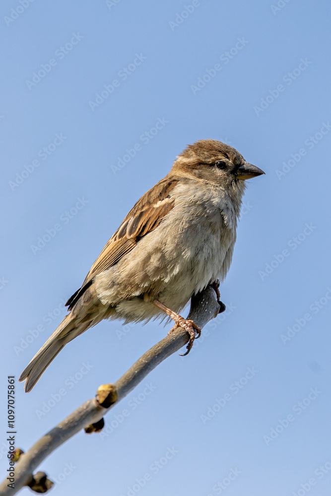 Female House Sparrow (Passer domesticus) – Commonly found in urban areas, Phoenix Park, Dublin Female House Sparrow (Passer domesticus) – Commonly found in urban areas, Phoenix Park, Dublin