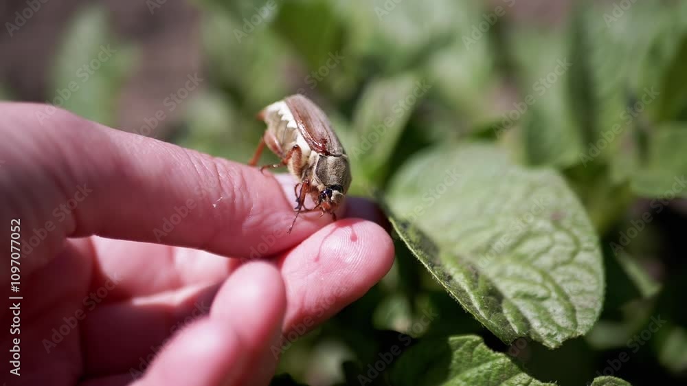 Close-up of a May bug crawling on a person's finger, showcasing the insect's intricate details against a backdrop of vibrant green leaves. This shot highlights the delicate interaction between humans